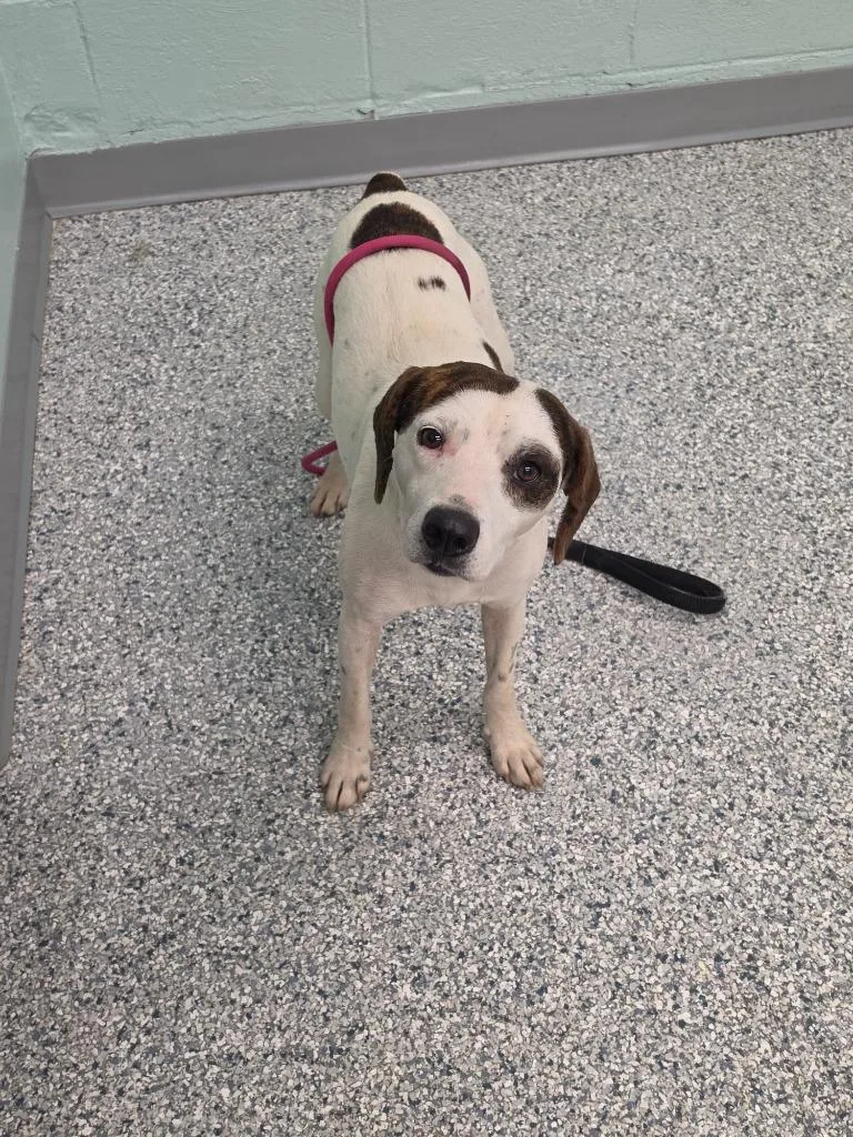 An adult medium-sized male Terrier dog named Patch for adoption in Athens, TN