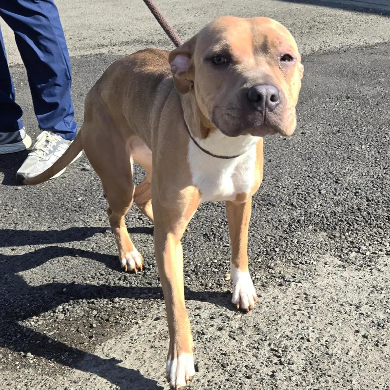 An adult medium-sized female Brown / Chocolate Mixed Breed dog named Dandelion for adoption in Weimar, CA