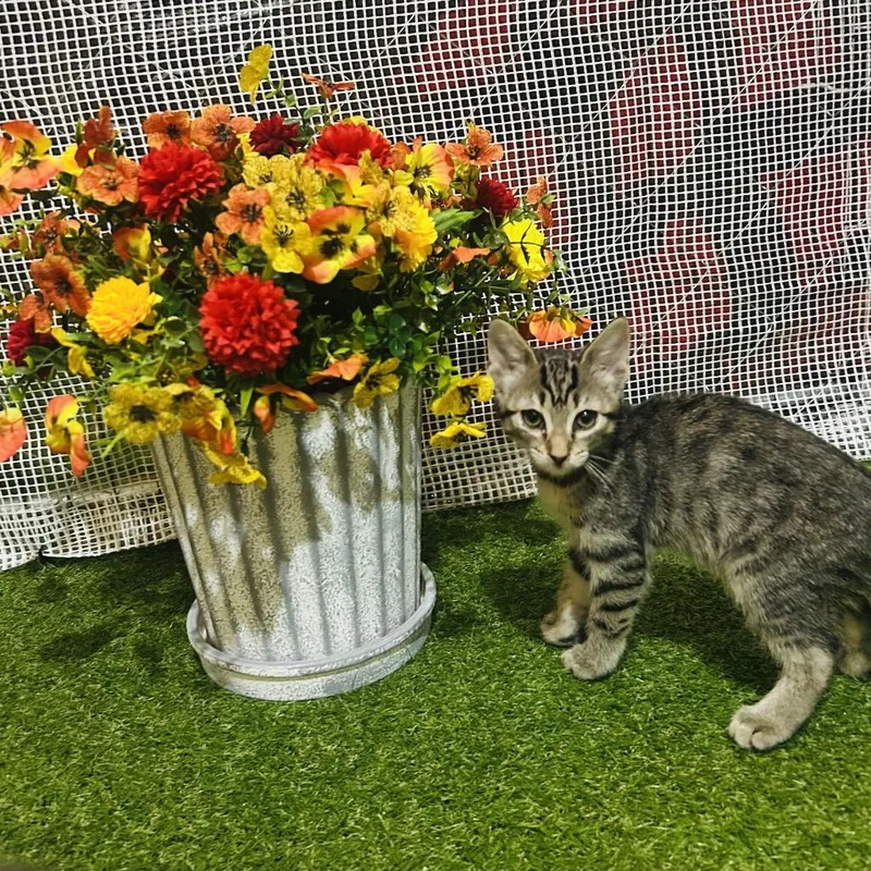 A baby medium-sized female Tabby (Brown / Chocolate) Domestic Short Hair cat named Sissy for adoption in Blackfoot, ID