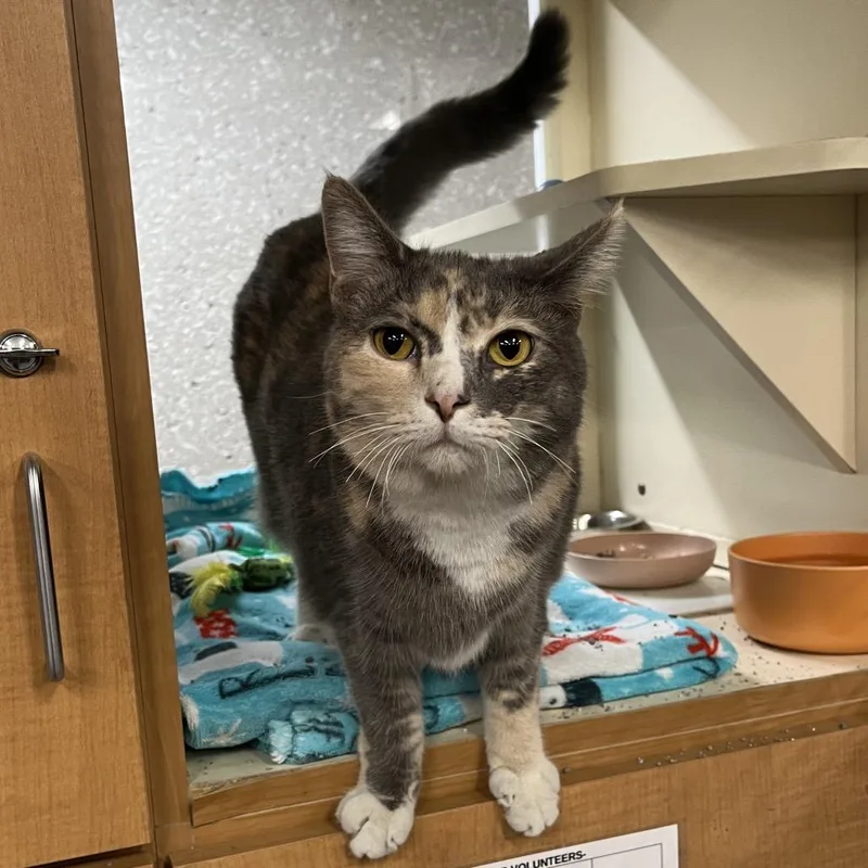 An adult large-sized female Calico Domestic Short Hair cat named Bananas for adoption in Hinsdale, IL