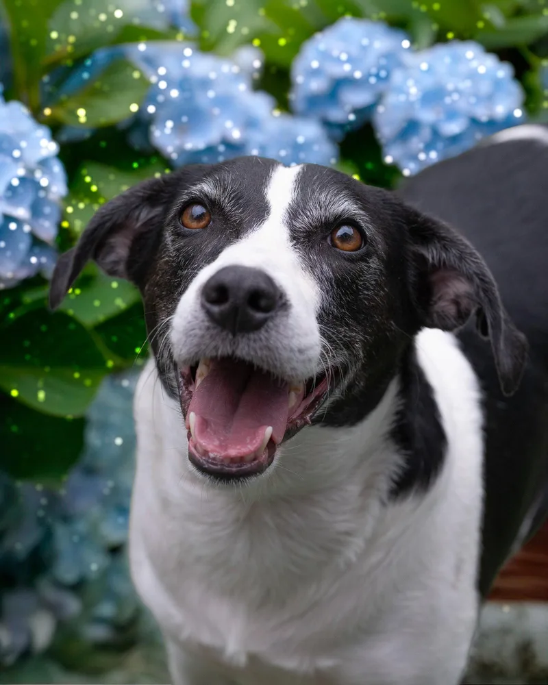 An adult medium-sized female Hound dog named Myra for adoption in Holbrook, NY