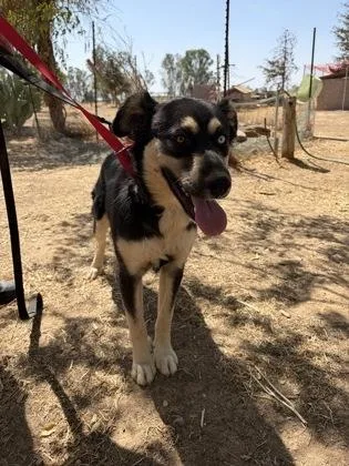 A baby large-sized female Husky dog named Matcha for adoption in Fresno, CA