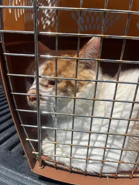 A young large-sized male Domestic Short Hair cat named Finny for adoption in Fort Walton Beach, FL