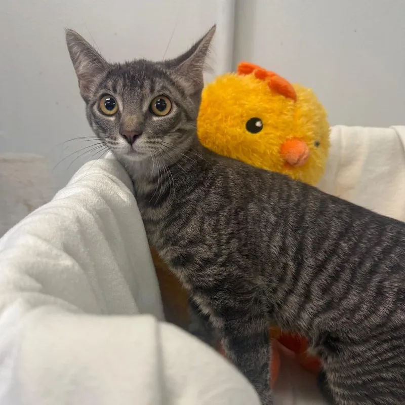 A baby small-sized female Gray / Blue / Silver Domestic Short Hair cat named Jetty for adoption in Houston, TX