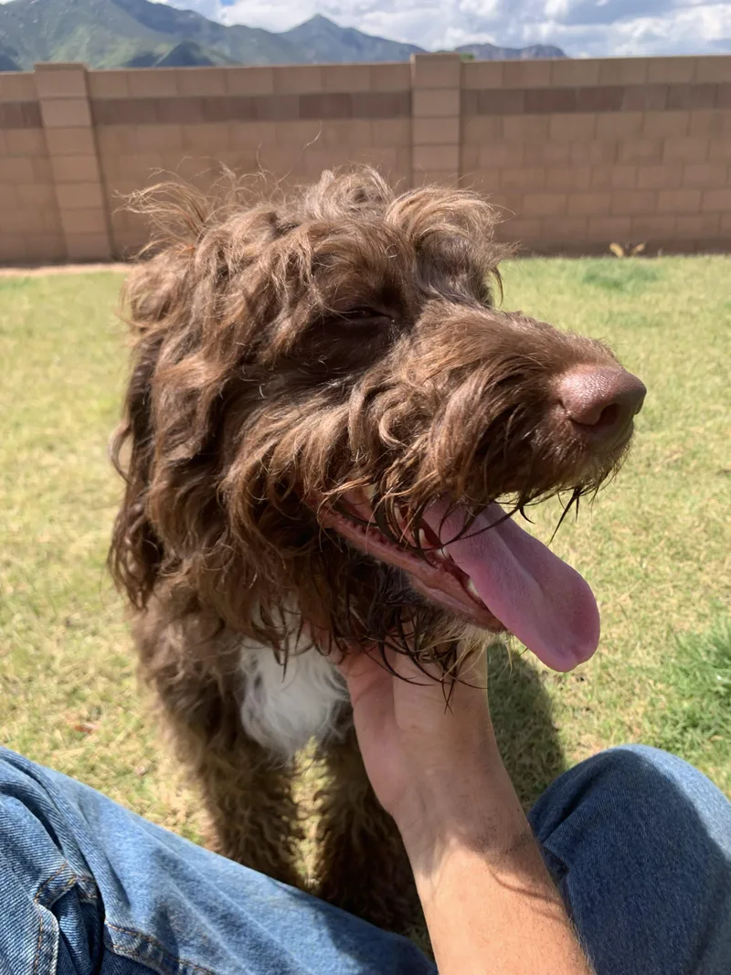 A young medium-sized female Brown / Chocolate Portuguese Water Dog dog named Lattรฉ year for adoption in Oro Valley, AZ
