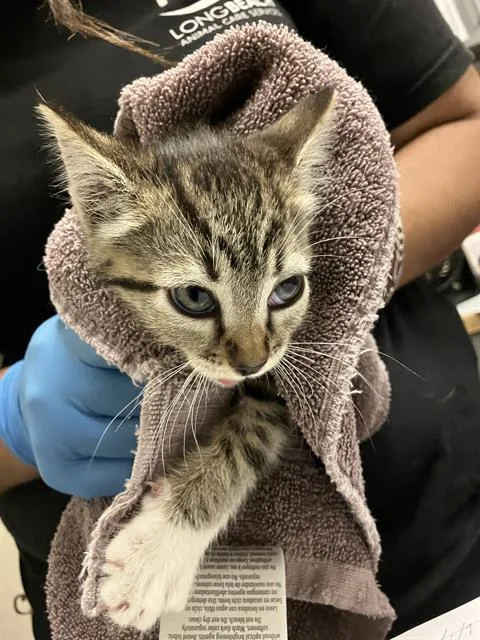 A baby small-sized female Domestic Short Hair cat named Berry for adoption in Long Beach, CA