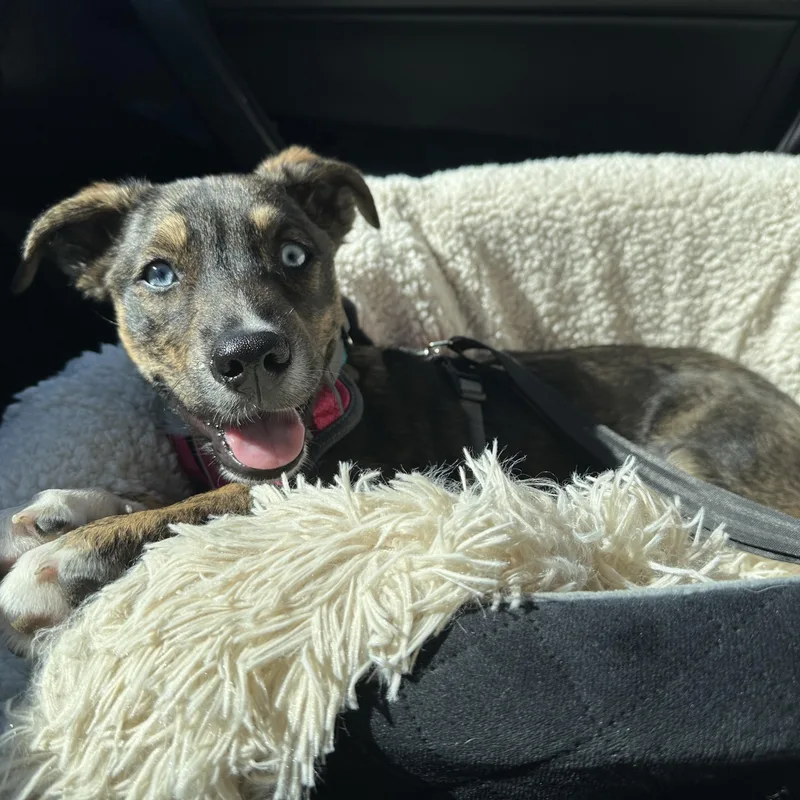 A young medium-sized female Brindle Australian Cattle Dog / Blue Heeler dog named Aruba for adoption in San Diego, CA