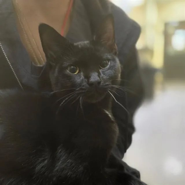 A young small-sized male Domestic Short Hair cat named Loki for adoption in Denver, CO