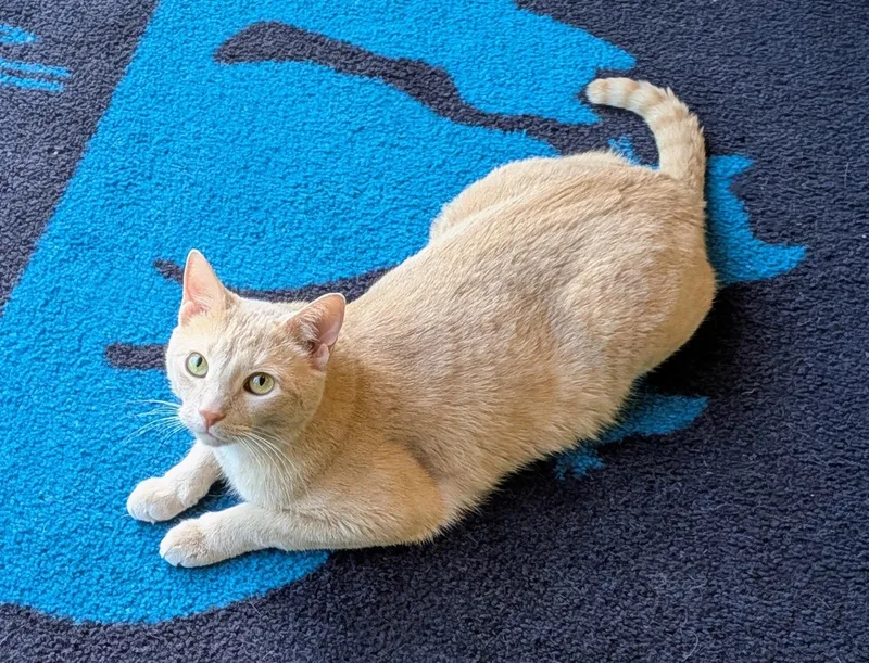 An adult medium-sized male Buff / Tan / Fawn Domestic Short Hair cat named Twitch for adoption in Flint, TX