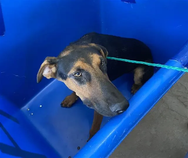 A young large-sized male Mixed Breed dog named Bruce for adoption in Dallas, TX