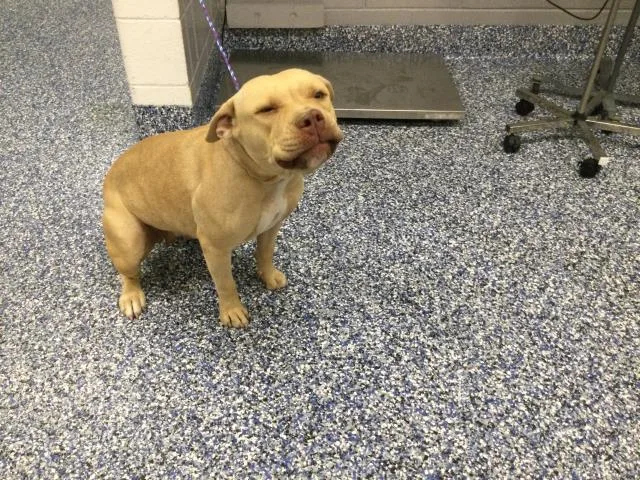An adult medium-sized female Pit Bull Terrier dog named A for adoption in Thousand Palms, CA