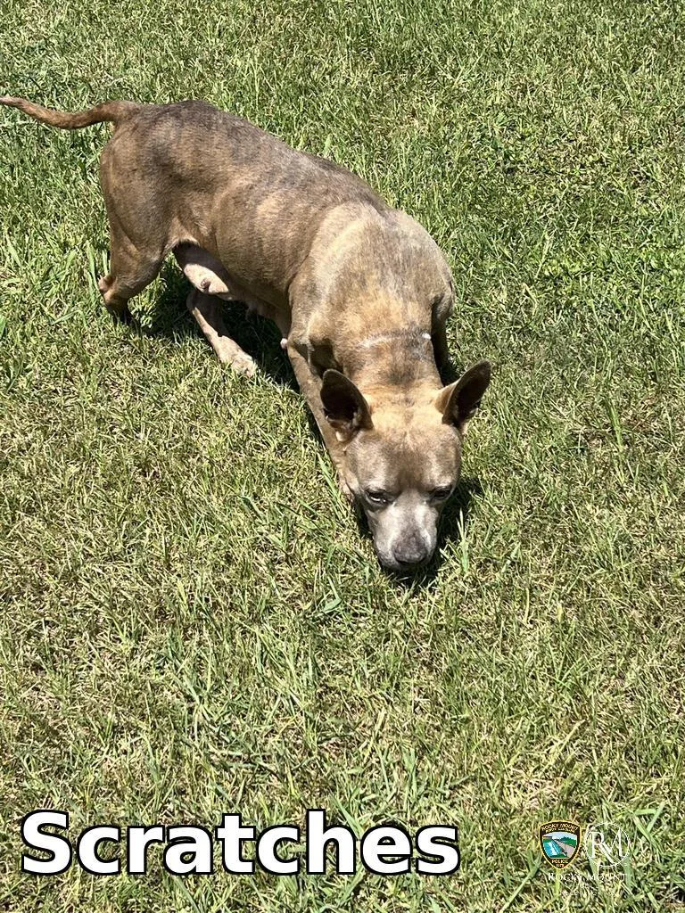 An adult medium-sized female Pit Bull Terrier dog named Scratches for adoption in Rocky Mount, NC