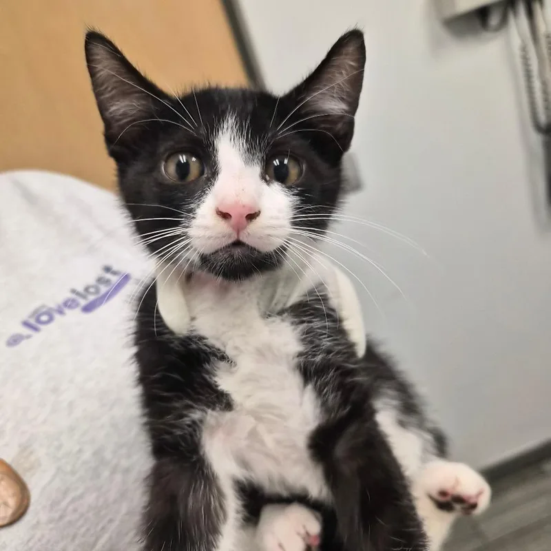 A baby small-sized male Black Domestic Short Hair cat named Motley for adoption in Jacksonville, FL