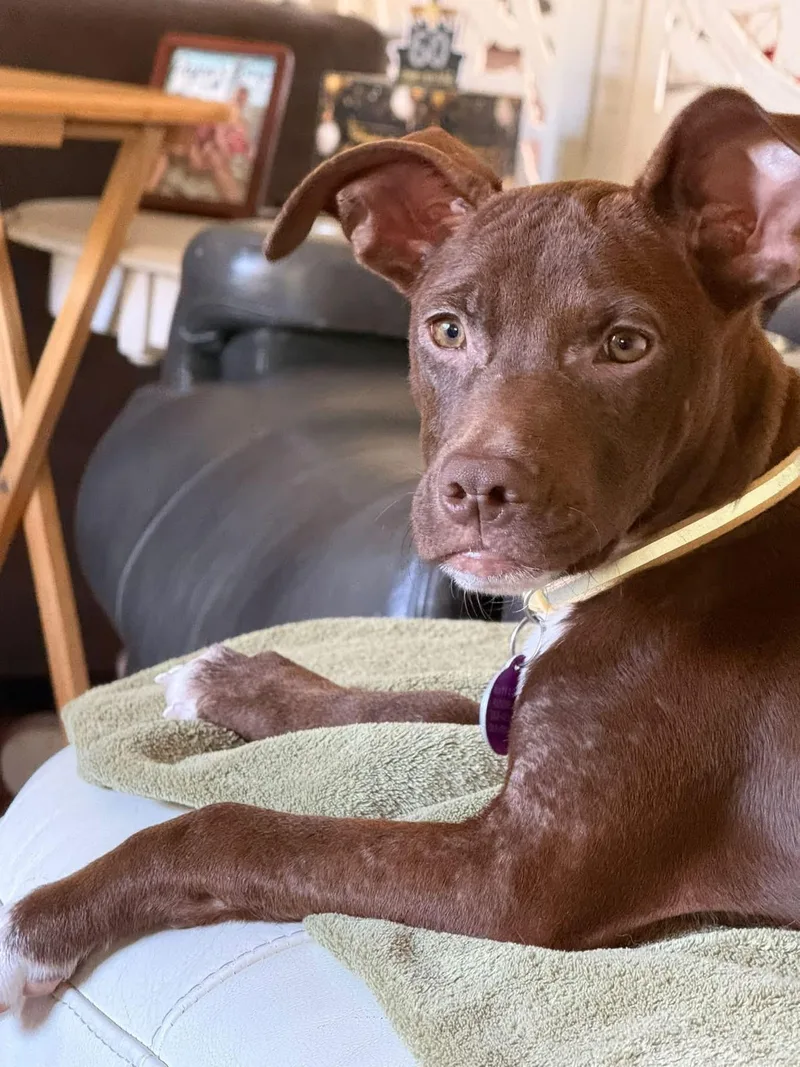 A baby medium-sized female Labrador Retriever dog named Persimmon for adoption in Cedarburg, WI