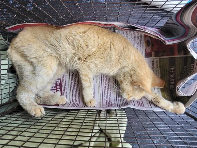 A senior small-sized male Domestic Short Hair cat named Tabby for adoption in San Antonio, TX