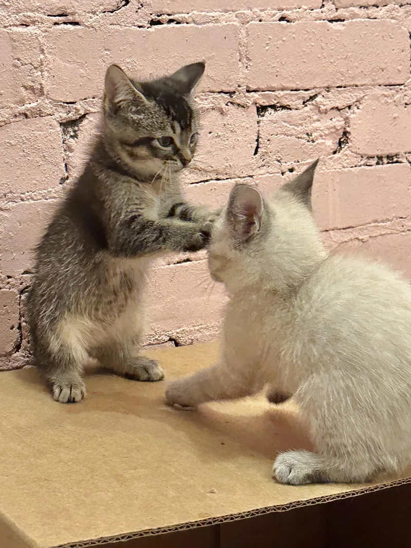 A baby small-sized male Lilac Point Siamese cat named Ellipses & Octothorpe for adoption in Milwaukee, WI