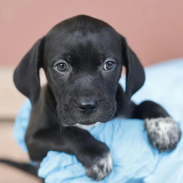 A baby small-sized female Weimaraner dog named Jewel for adoption in Dallas, TX