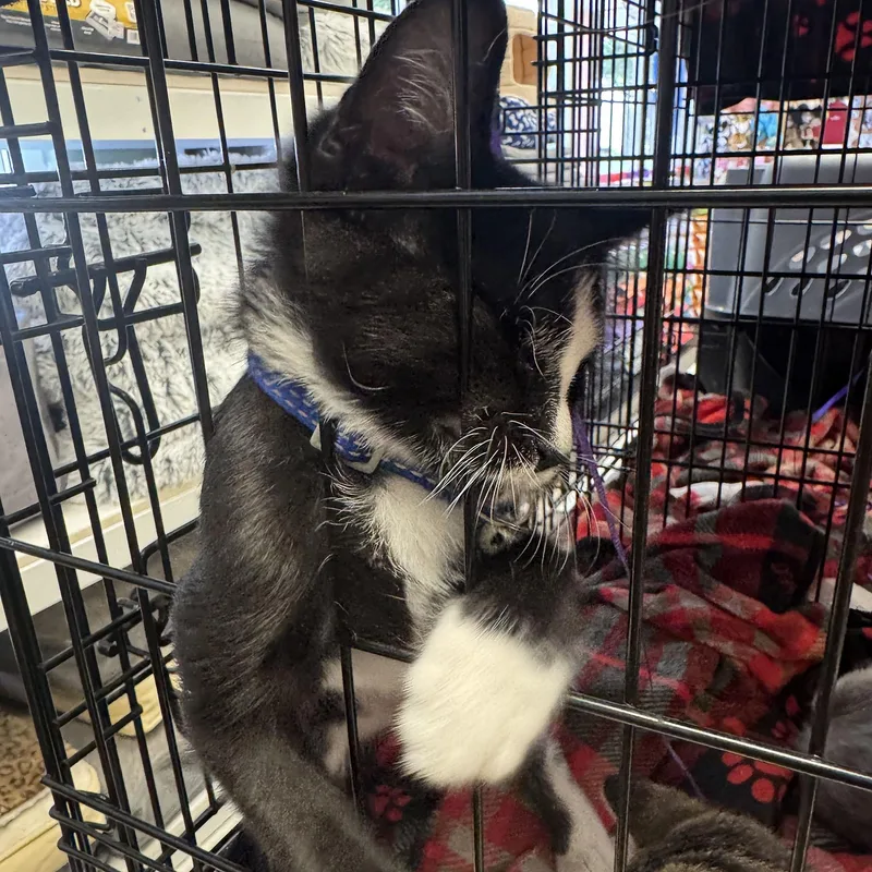 A baby medium-sized male Black & White / Tuxedo Tuxedo cat named Salem for adoption in Harrisburg, PA
