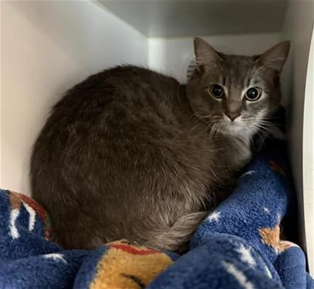 A young large-sized male Domestic Medium Hair cat named Gatito for adoption in Camarillo, CA