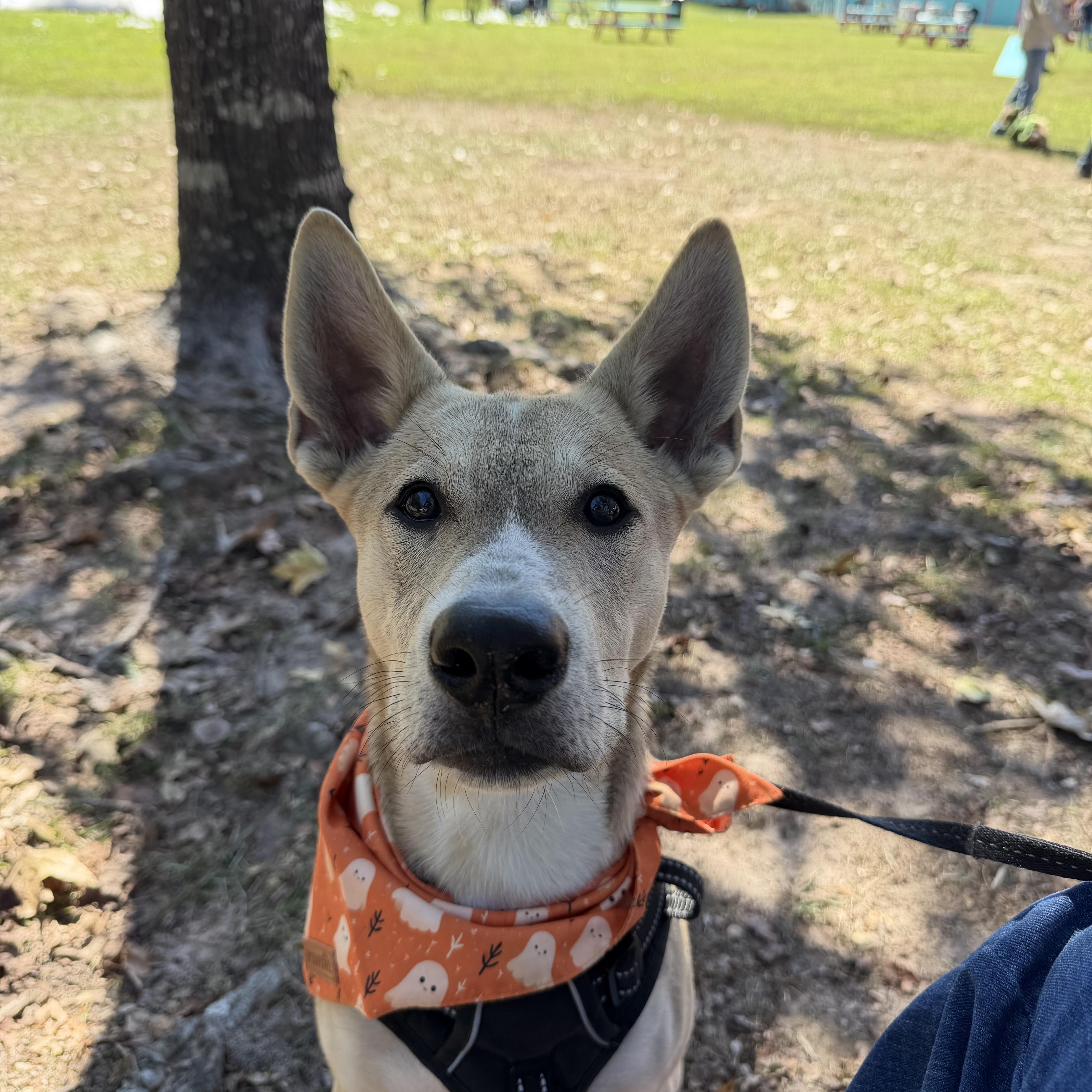 A baby medium-sized male Shepherd dog named Benny for adoption in Humble, TX