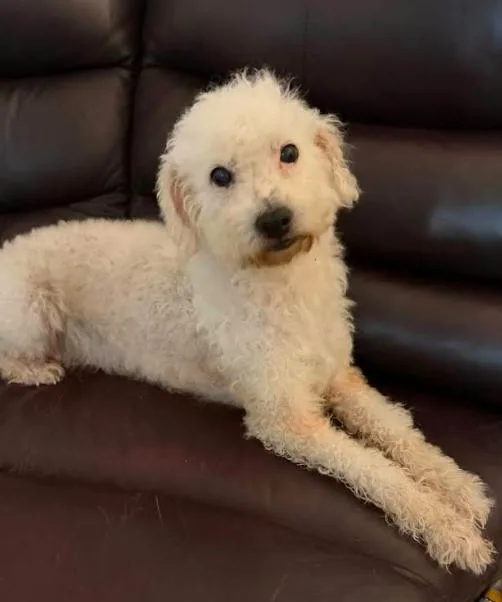 Princess Bella In Tx thumbnail 2