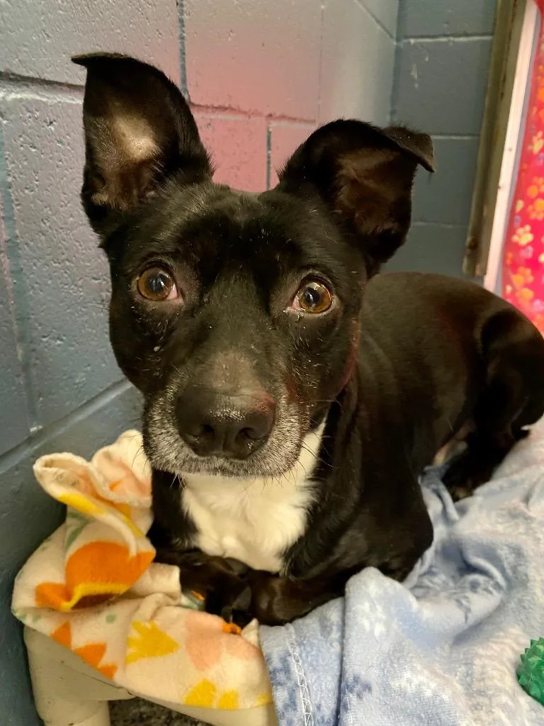 An adult small-sized male Terrier dog named Homer for adoption in Grants Pass, OR