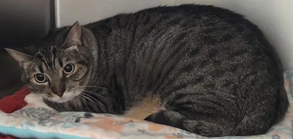 An adult small-sized female Domestic Short Hair cat named Lily for adoption in Vancouver, WA