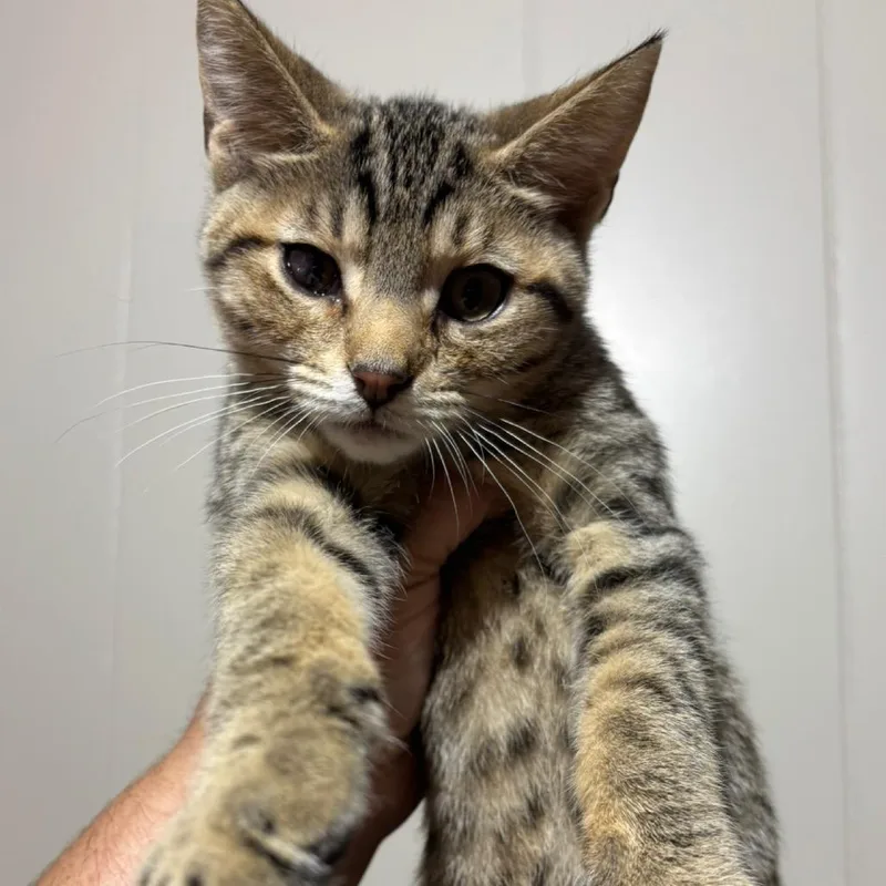 A baby small-sized male Brown / Chocolate Domestic Short Hair cat named Tootsie Roll for adoption in DeKalb, IL