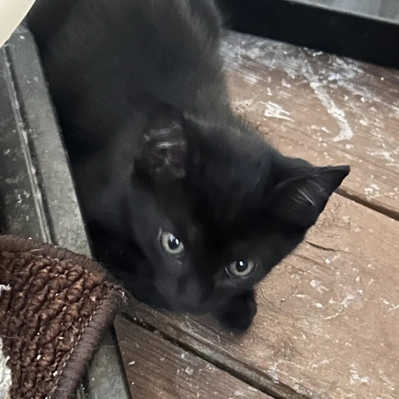 A baby medium-sized male Black Domestic Short Hair cat named Jet for adoption in Colonia, NJ