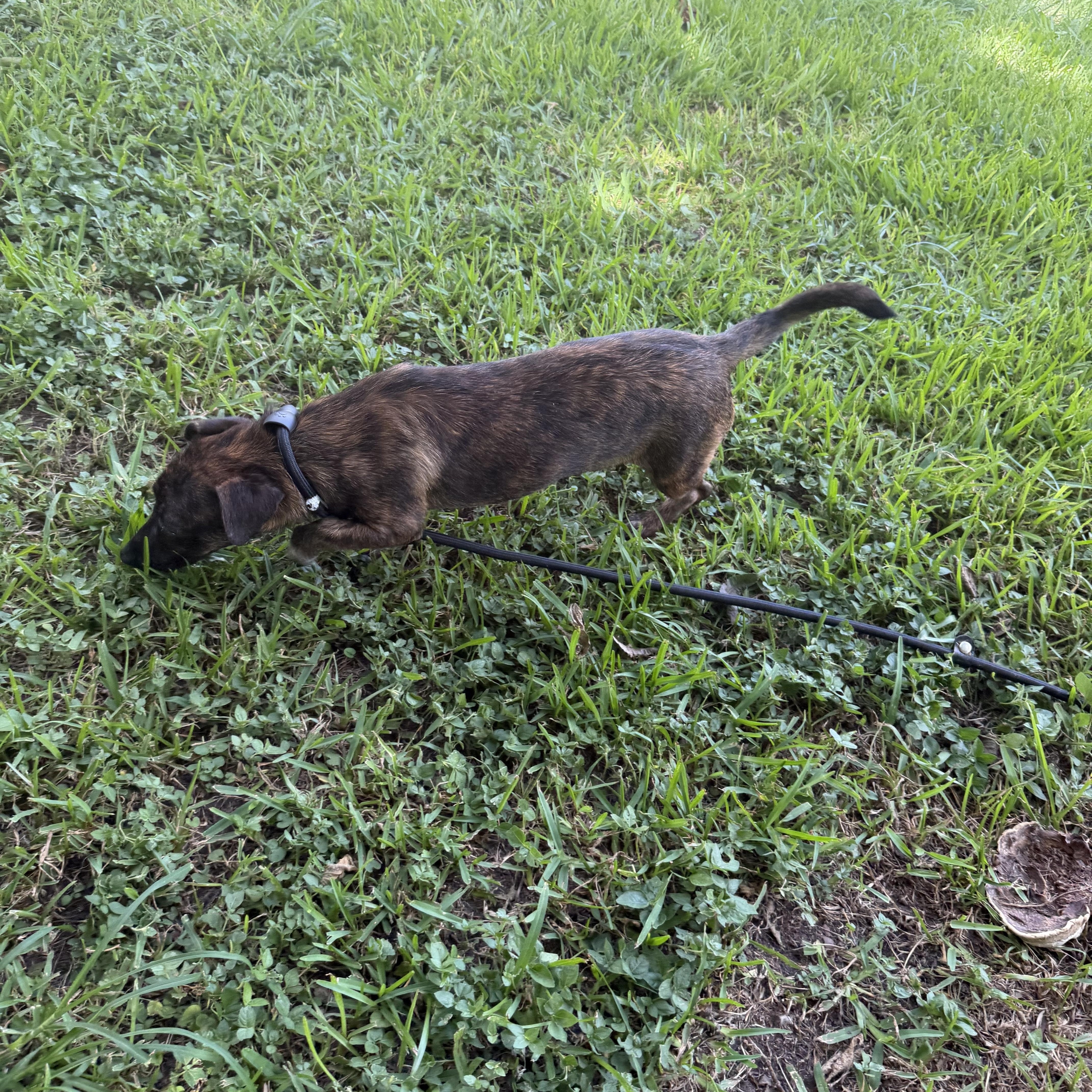 A young small-sized female Dachshund dog named Sissie for adoption in Louise, TX