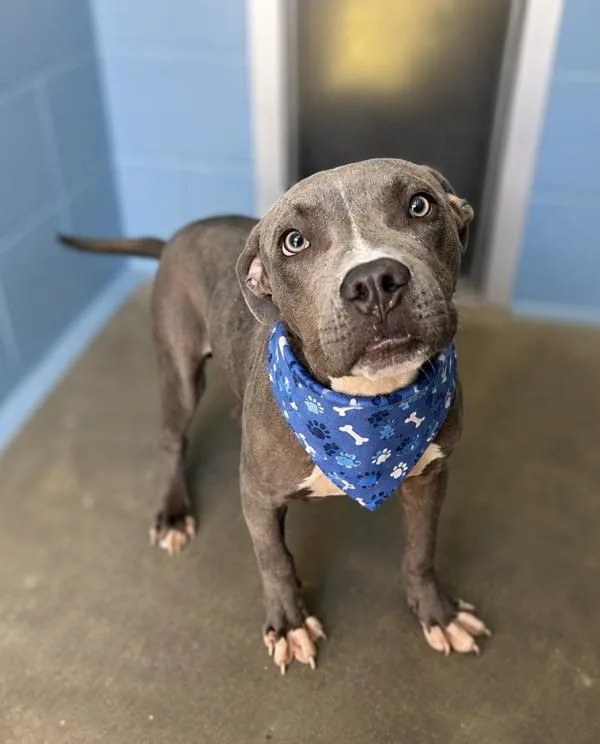 An adult medium-sized male Pit Bull Terrier dog named Grey Goose for adoption in Lafayette, LA
