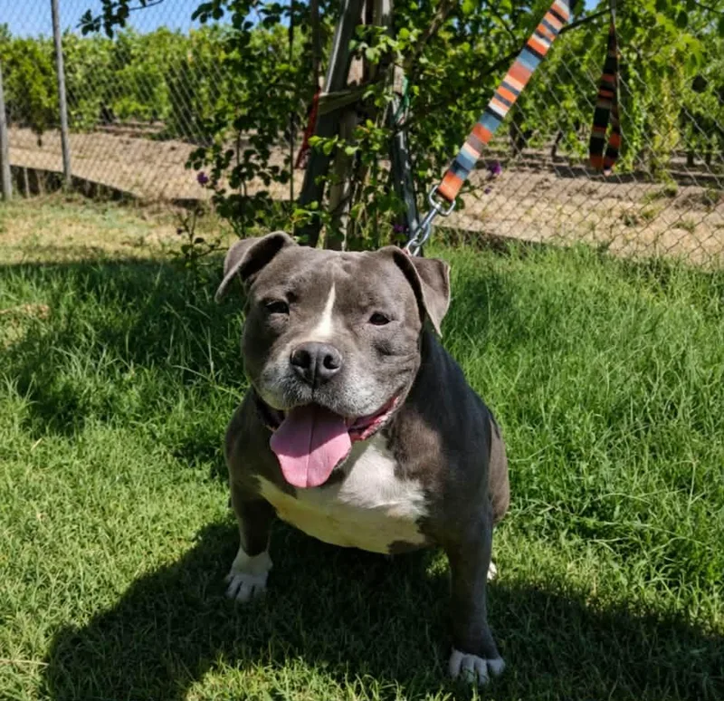 A senior medium-sized male Gray / Blue / Silver Pit Bull Terrier dog named Zeus for adoption in Selma, CA