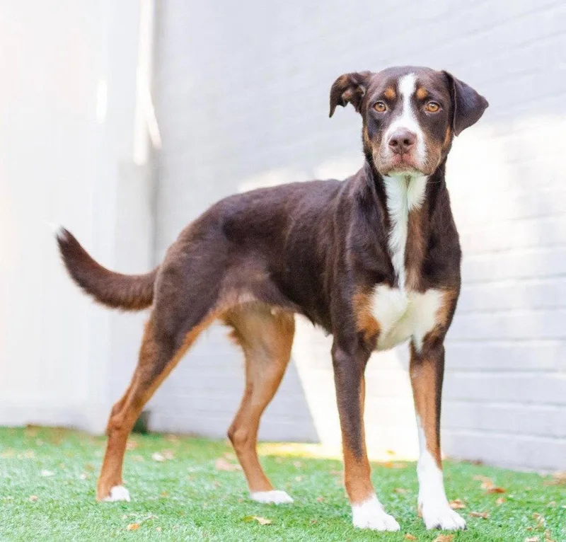 A young medium-sized female Labrador Retriever dog named Cadie for adoption in Bloomfield, CT