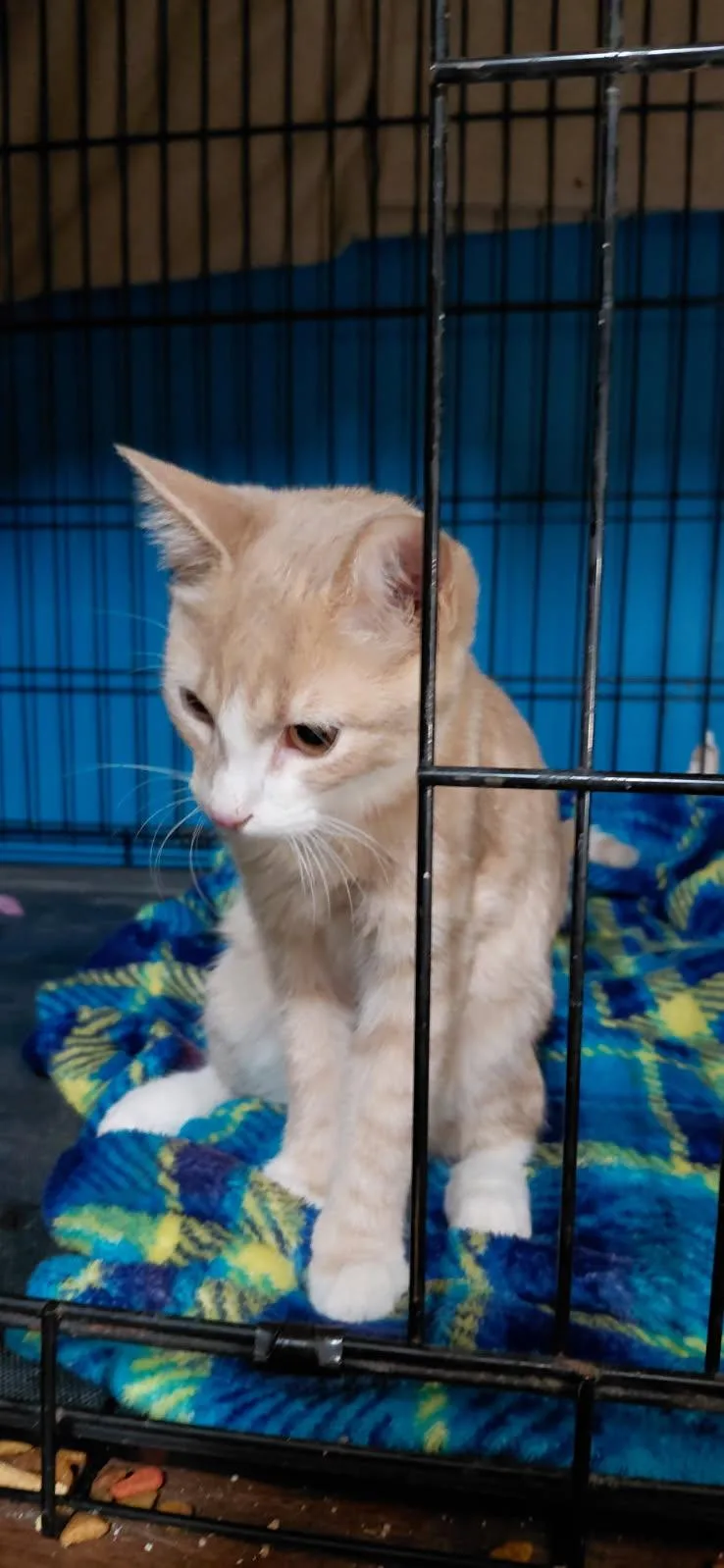 A young medium-sized male Domestic Short Hair cat named Cheeto for adoption in Billings, MT