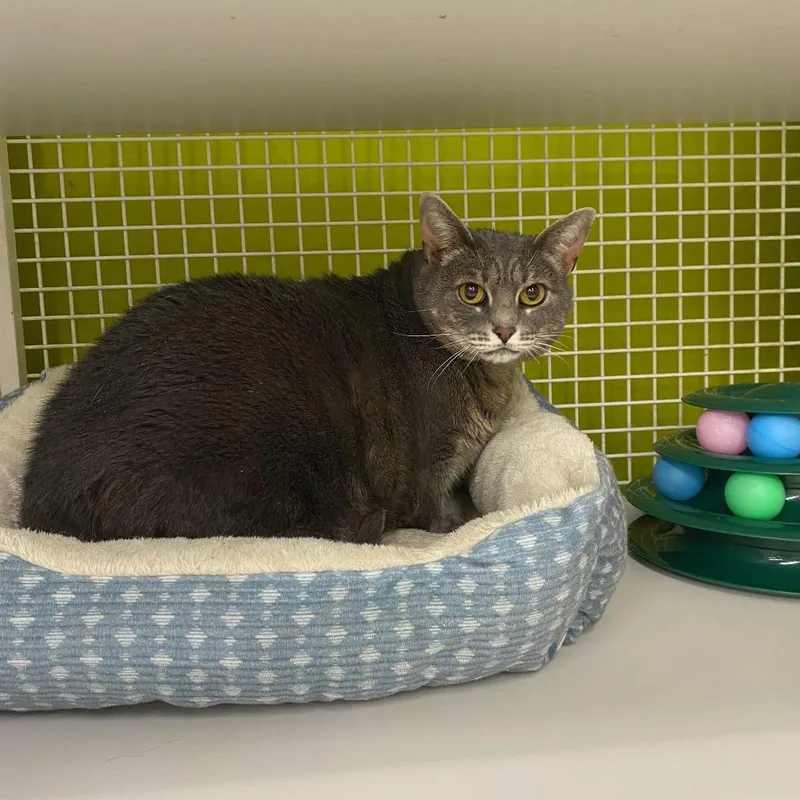 An adult small-sized female Gray / Blue / Silver Domestic Short Hair cat named Dolly for adoption in Tallahassee, FL