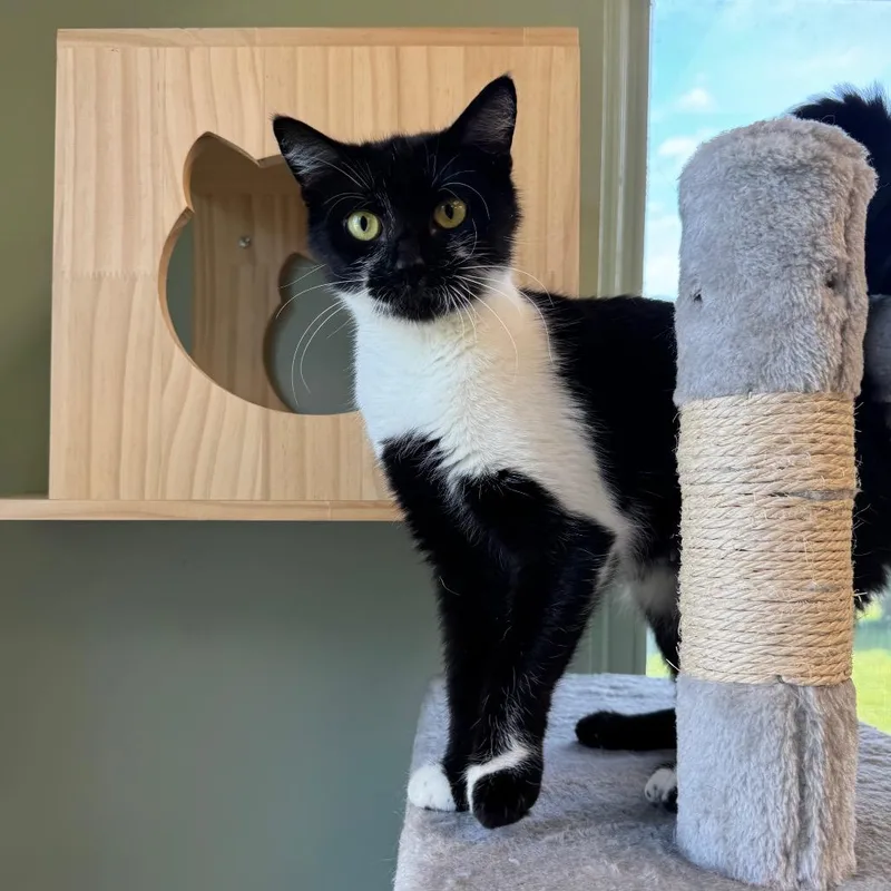 An adult medium-sized female Black Domestic Short Hair cat named Selene for adoption in Easton, PA