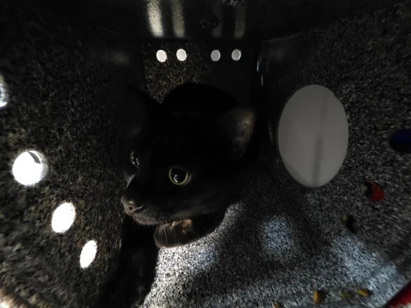 A young medium-sized male Domestic Short Hair cat named Burk for adoption in Huntington, IN