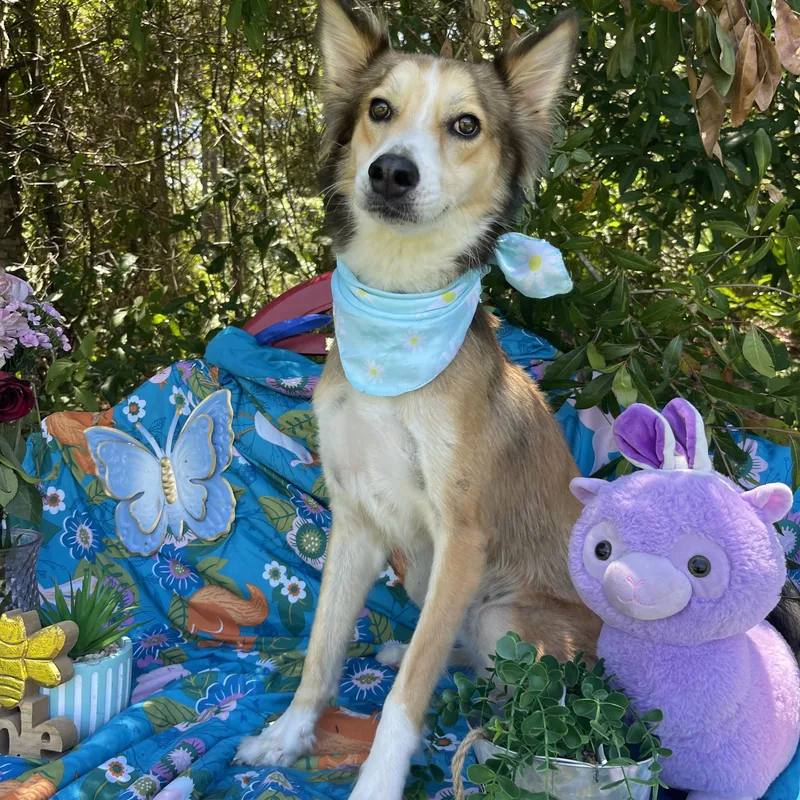 A young medium-sized male Husky dog named Dj for adoption in Sebring, FL