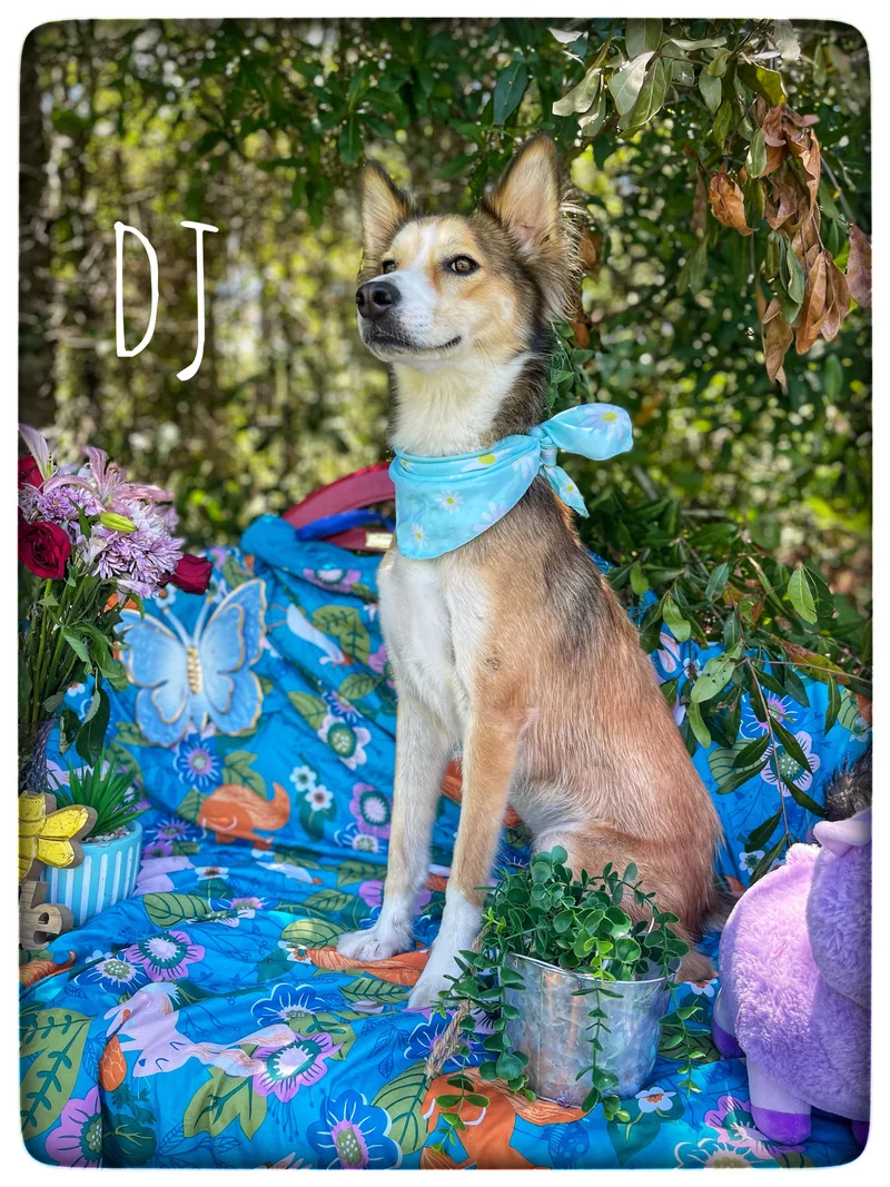 Dj thumbnail 2