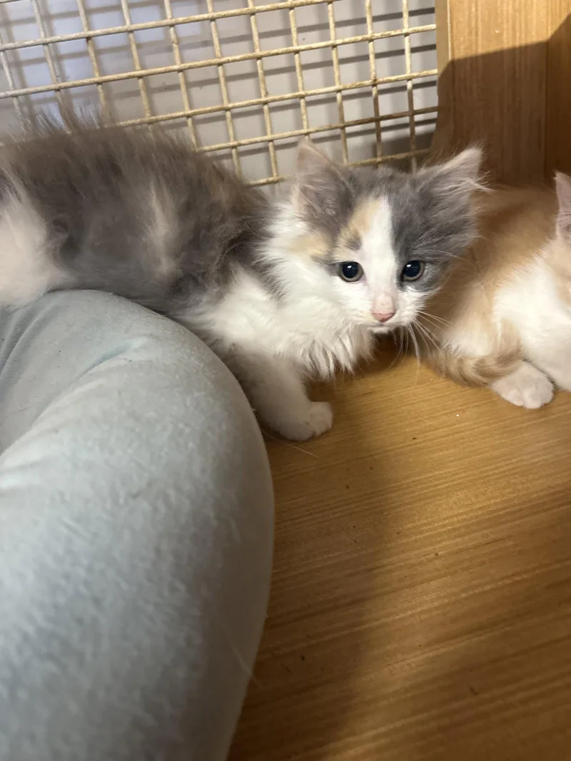 A baby medium-sized female Domestic Short Hair cat named Spunky for adoption in White Bluff, TN