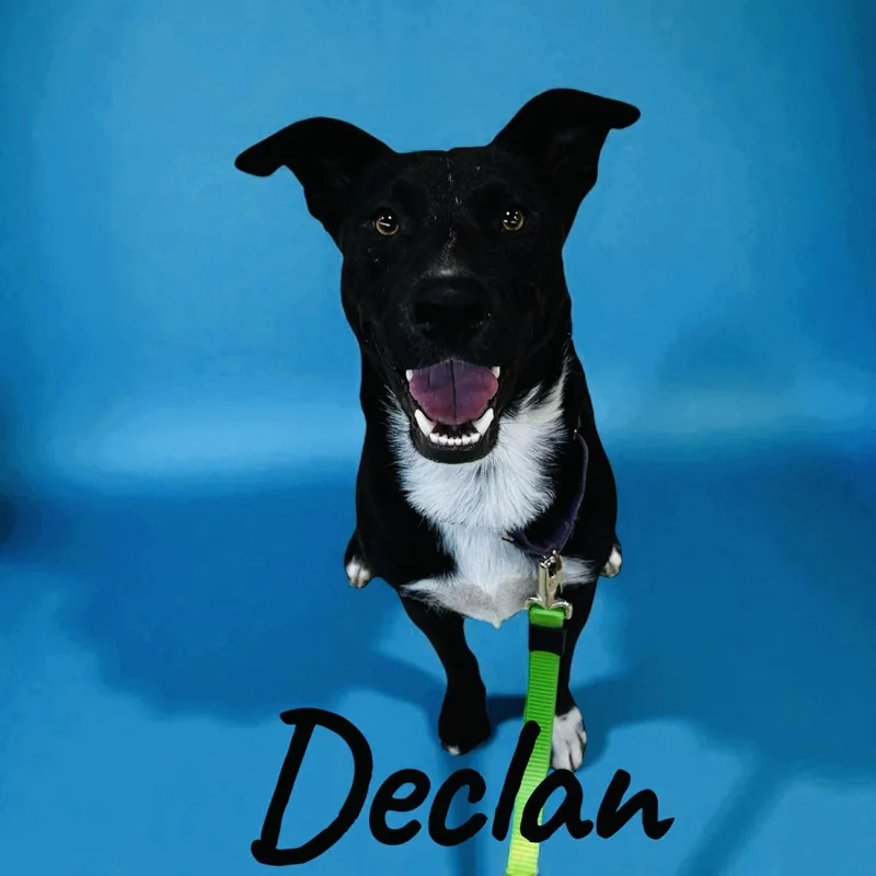 Declan thumbnail 3