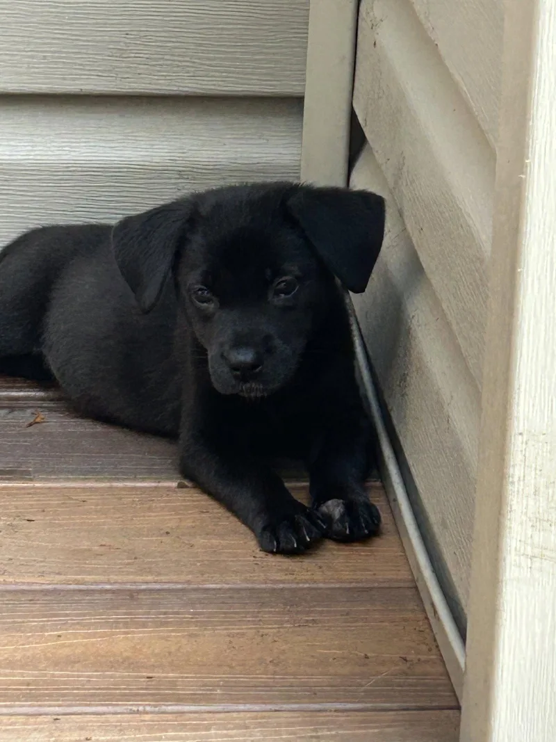 A baby medium-sized female Labrador Retriever dog named Raven for adoption in Barnhart, MO