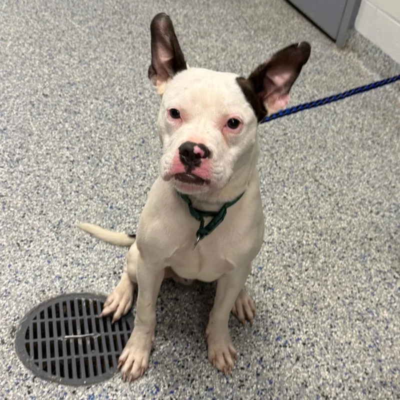 A young medium-sized male White / Cream Mixed Breed dog named Radio for adoption in Greenville, SC