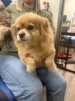 A senior small-sized female Yellow / Tan / Blond / Fawn Pomapoo dog named Dolly for adoption in Cashiers, NC