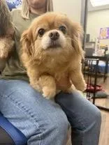 Dolly thumbnail 2