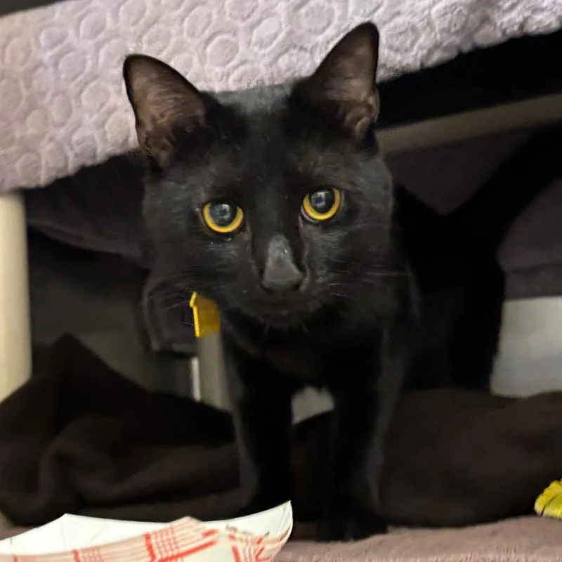 A young small-sized male Black Domestic Short Hair cat named Kiwi for adoption in Springfield, MA