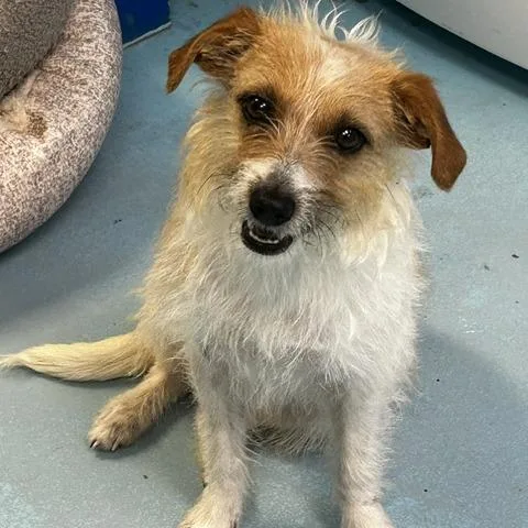 An adult small-sized female White / Cream Mixed Breed dog named Jackie Russell for adoption in Poplar Bluff, MO