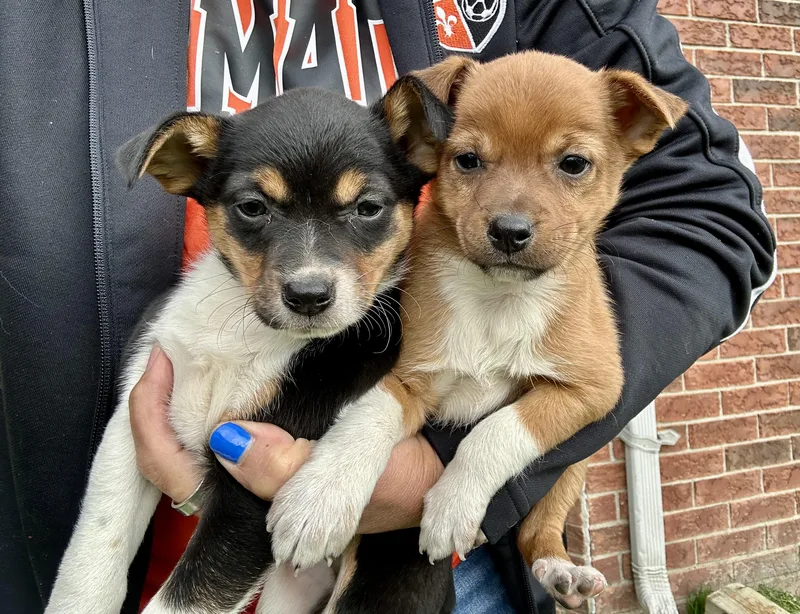 Finn And Pinto