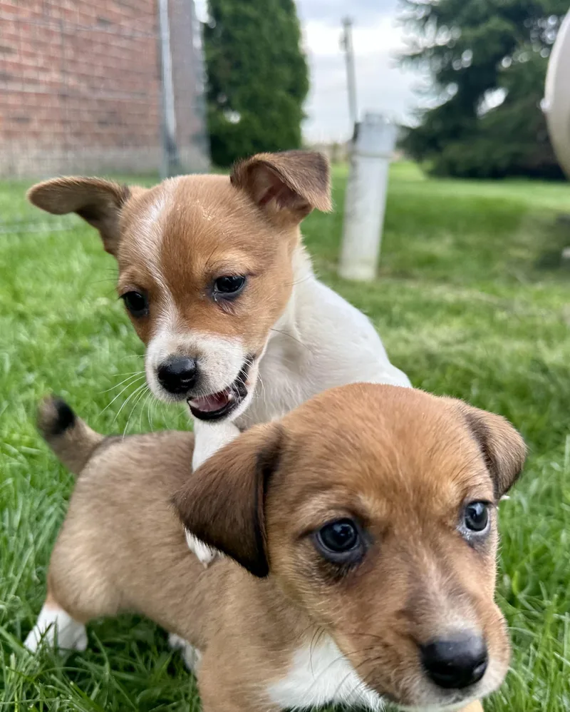 Finn And Pinto thumbnail 2