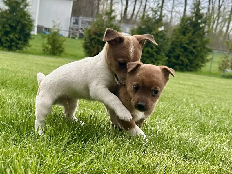 Finn And Pinto thumbnail 5